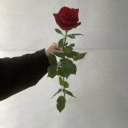 Роза Эквадор 70 см 0