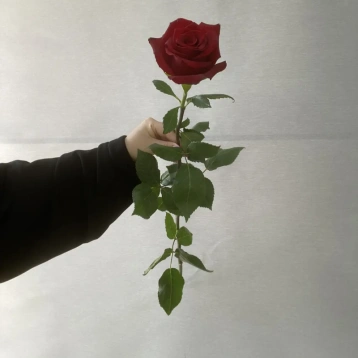 Роза Эквадор 70 см