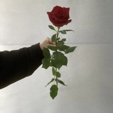 Роза Эквадор 70 см