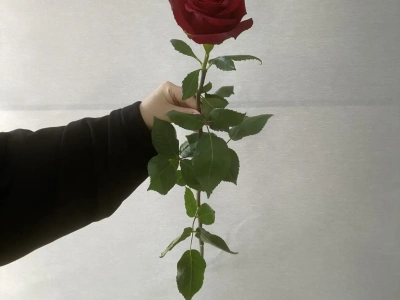 Роза Эквадор 70 см