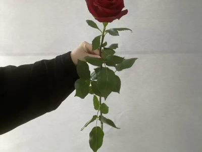 Роза Эквадор 70 см
