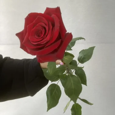 Роза Эквадор 70 см