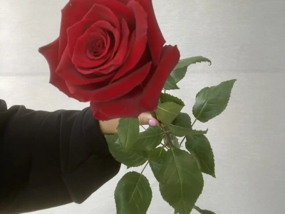 Роза Эквадор 70 см