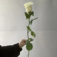 Белые премиальные розы 70 см 0