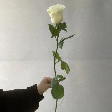 Белые премиальные розы 70 см