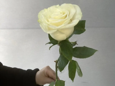 Белые премиальные розы 70 см